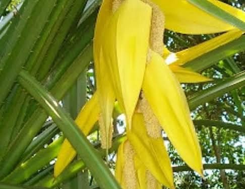 Health Benefits of Kewra Water