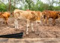 Balancing Tradition, Public Health:Understanding Cow Dung Practices