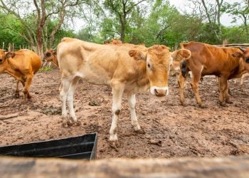 Balancing Tradition, Public Health:Understanding Cow Dung Practices