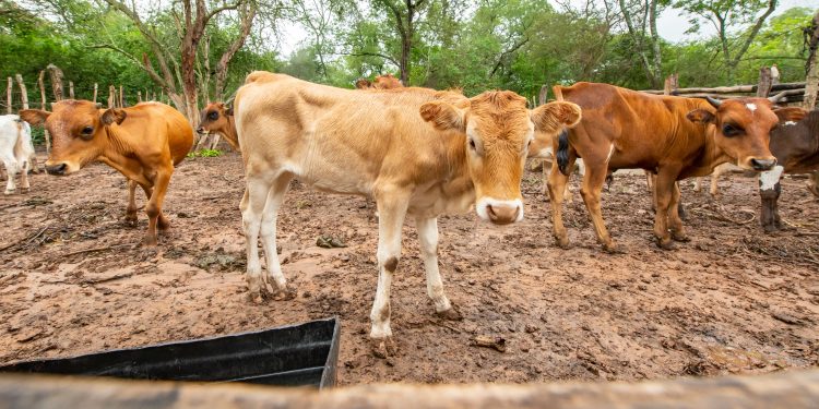 Balancing Tradition, Public Health:Understanding Cow Dung Practices