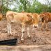 Balancing Tradition, Public Health:Understanding Cow Dung Practices